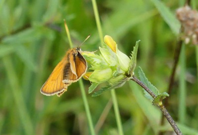 P1040616 Small Skipper.jpg