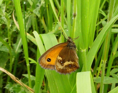 P1040957-ed Gatekeeper closed.jpg