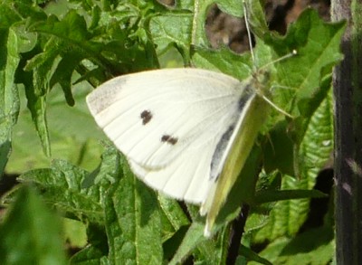 20220416 Small white.jpg