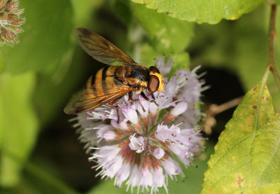 IMG_3604 Wasp imitator Volucella zonaria hoverflies.jpg