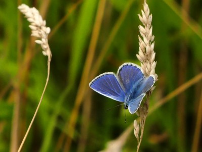 P1050145 common blue.jpg