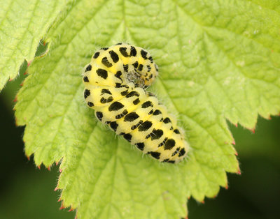 IMG_2686 Burnet caterpillar.jpg