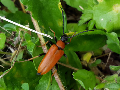 20190804_131810 large longhorn  beetle.jpg