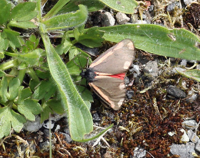 IMG_2507 Cinnabar moth.jpg