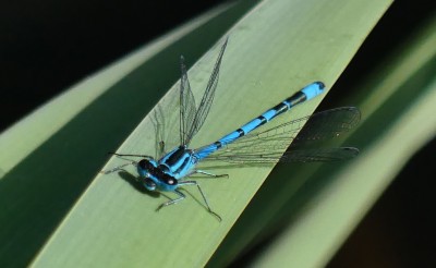 P1030126 male common blue damselfly.jpg