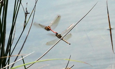 IMG_4480-ed Common Darted pair.jpg