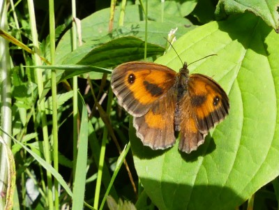 P1040577 gatekeeper.jpg