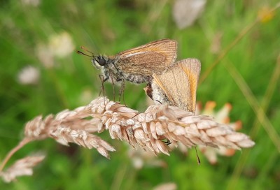 20200730_160611 small skipper pair.jpg