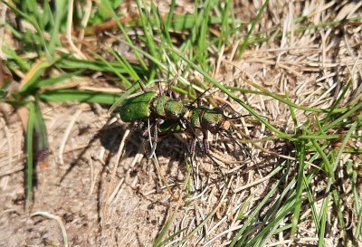 20210601_150046 green tiger beetles in cop.jpg