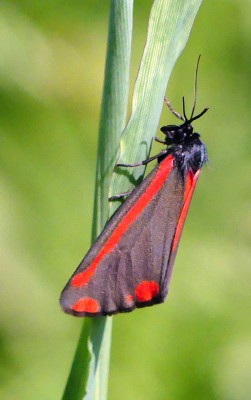 P1040289 cinnabar moth crop.jpg