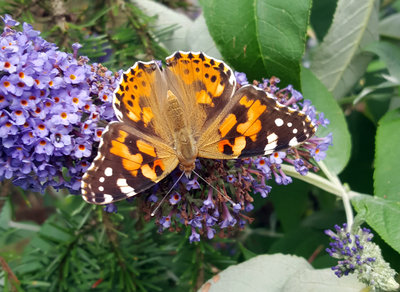20190803_114209 Painted Lady open.jpg