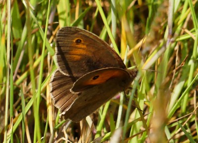 P1040005 0613 Moss meadow brown.jpg