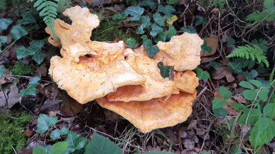 20190829_162415=s Is this chicken of the woods.jpg
