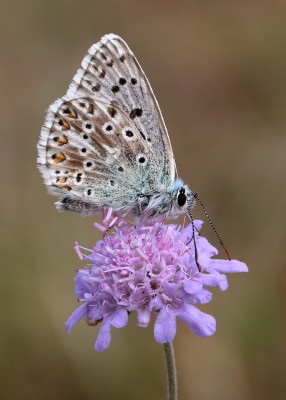 Chalk Hill Blue male nectaring on Small Scabious, Denbies Hillside