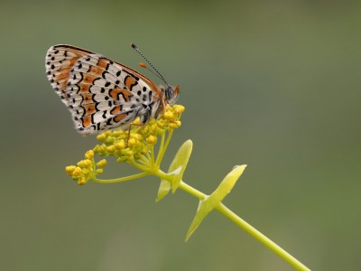 Glanville Fritillary (Melitaea cinxia), Corfu, 2022_05_02.JPG