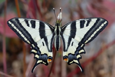 Southern Swallowtail (Papilio alexanor) recently emerged with antennae nearly parallel, Corfu, 2022_05_02.JPG