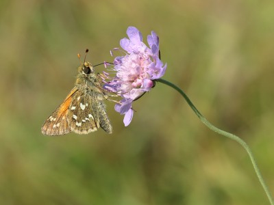 Silver-spotted Skipper male nectaring on Small Scabious, Denbies Hillside