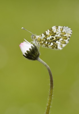 Orange-tip