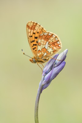 Pearl-bordered Fritillary