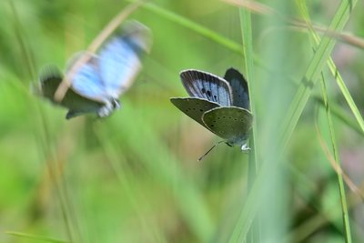 Scarce Large Blue (Phengaris teleius)