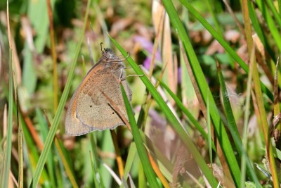 Meadow Brown (Maniola jurtina)