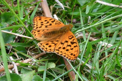 High Brown Fritillary (Argynnis adippe)