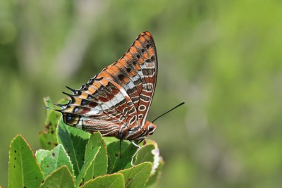 JUI_6968  Two-tailed Pasha (Charaxes jasius).jpg