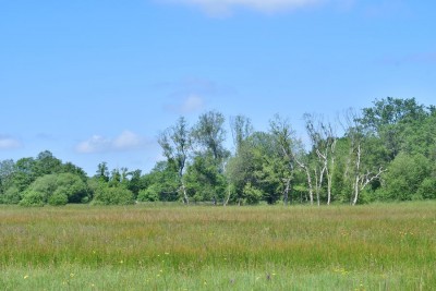 JAN_3792    Water meadow at Shapwick NNR.jpg