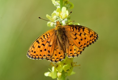 Niobe Fritillary (Argynnis niobe)