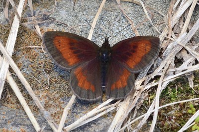 False Mnestra Ringlet (Erebia aethiopella)