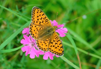 Niobe Fritillary (Argynnis niobe)