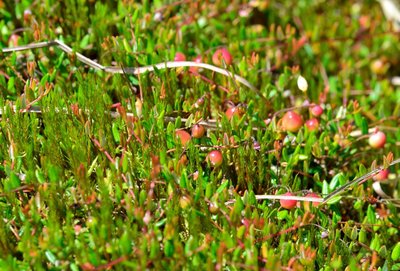 MAY_7169 Vaccinium oxycoccos_.jpg