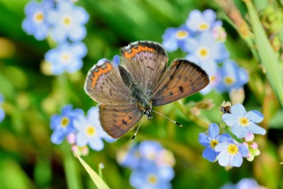 Violet Copper (Lycaena helle)