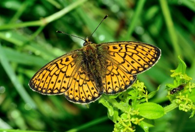 Bog Fritillary (Boloria eunomia)