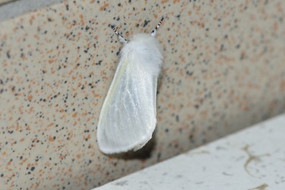 MAR_2151 White moth..jpg