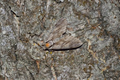 A larg moth 40 mm across the wings when closed.