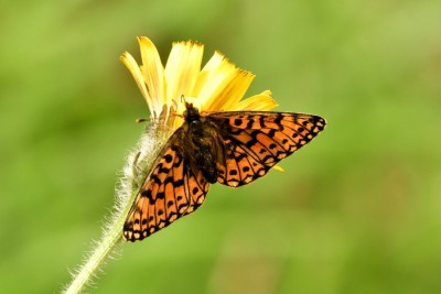 Small Pearl-bordered Fritillary<br />Boloria selene