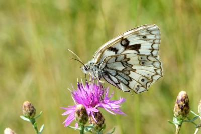 Esper's Marbled White (Melanargia russiae)