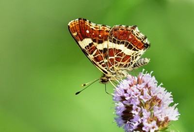 Araschnia levana f. prorsa