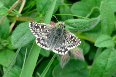 Grizzled Skipper (Pyrgus malvae) Cote d'Or, France.