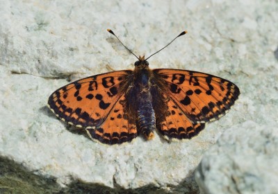 Spotted Fritillary (Melitaea didyma)