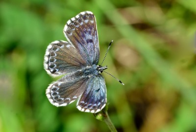 Chequered Blue (Scolitantides orion)