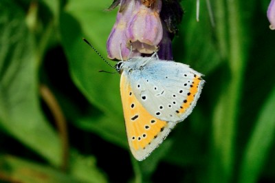 Large Copper (Lycaena dispar)