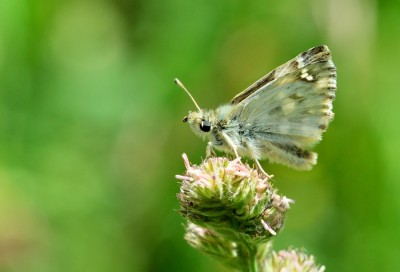 Marbled Skipper (Carcharodus lavatherae)