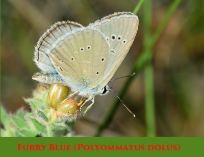 Furry Blue (Polyommatus dolus).jpg