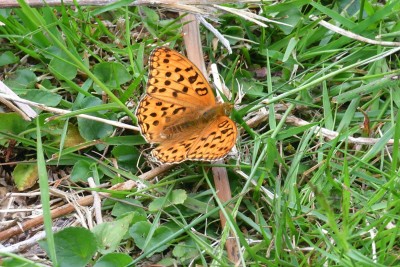 High Brown Fritillary (Argynnis adippe)