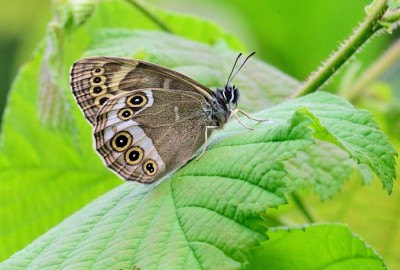 Woodland Brown (Lopinga achine)<br />La Brenne