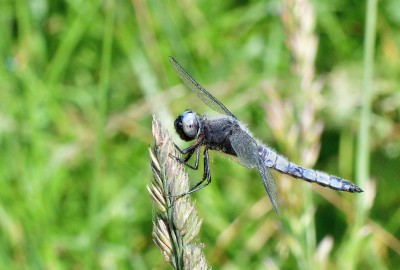 Male Scarce Chaser