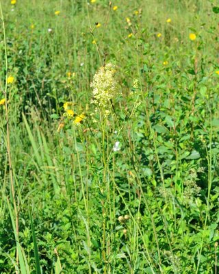 Thalictrum flavin