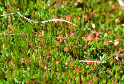 Vaccinium myrtillus<br />common bilberry